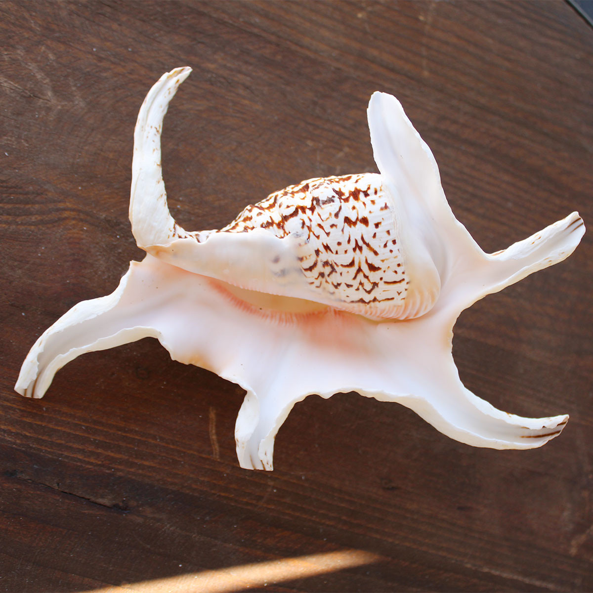 Chiragra Spider Conch Seashells - Lambis Chiragra - California