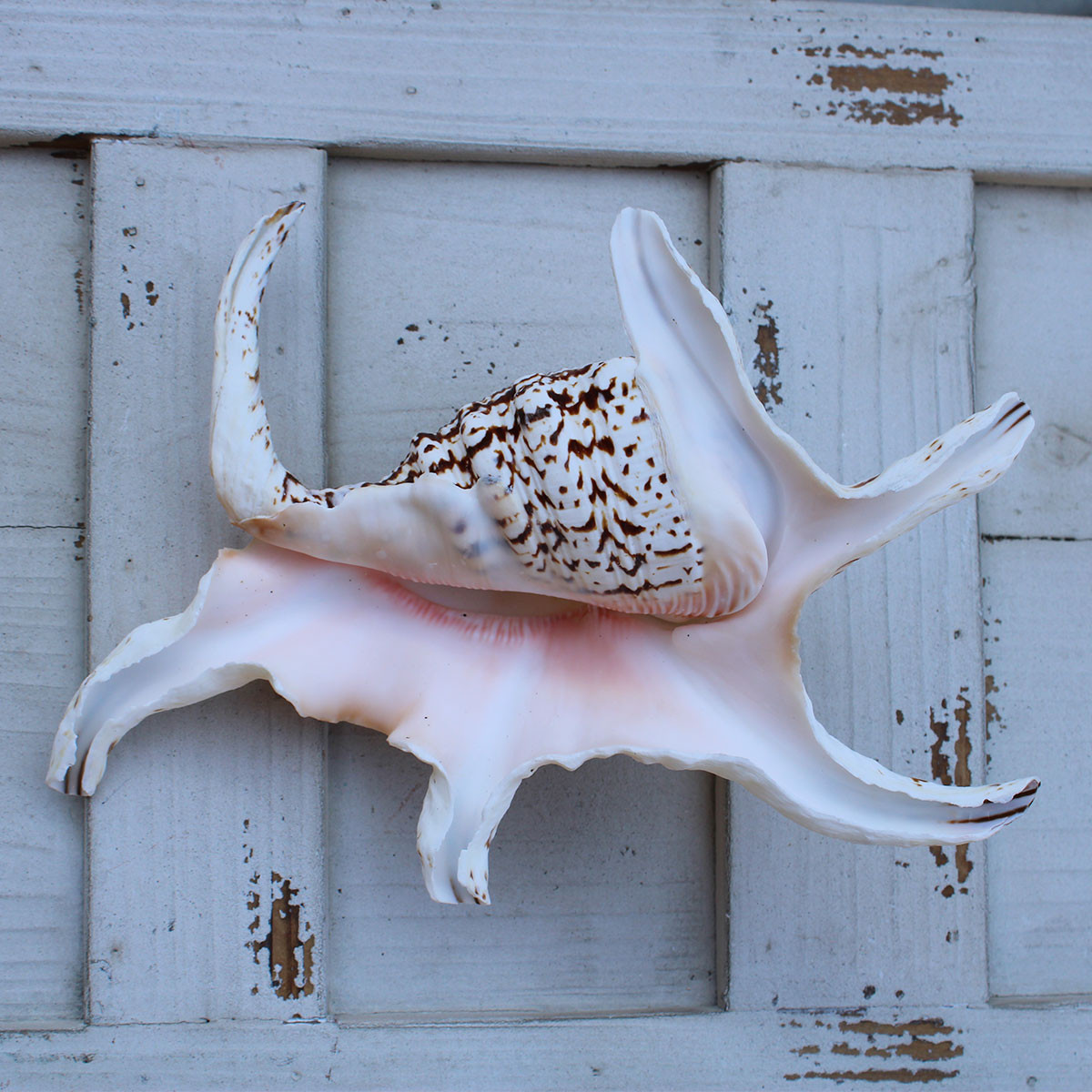 Chiragra Spider Conch Seashells - Lambis Chiragra - California