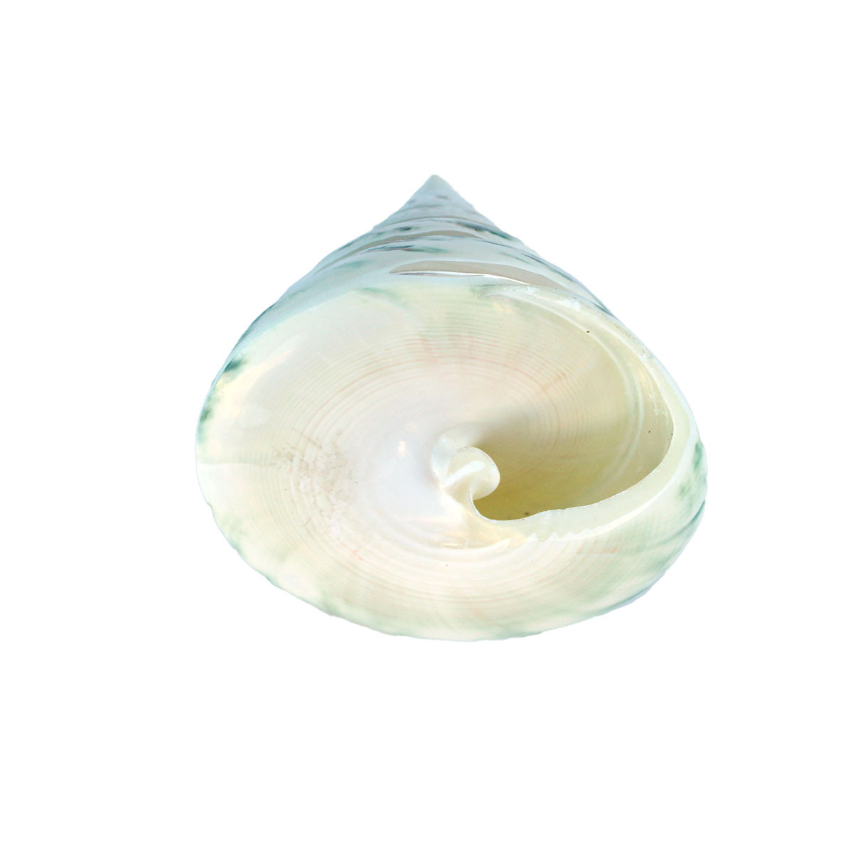 値下げ　 / CIRQUE SHELL Green Banded Trochus Cone Shell - Troca Seashells - California