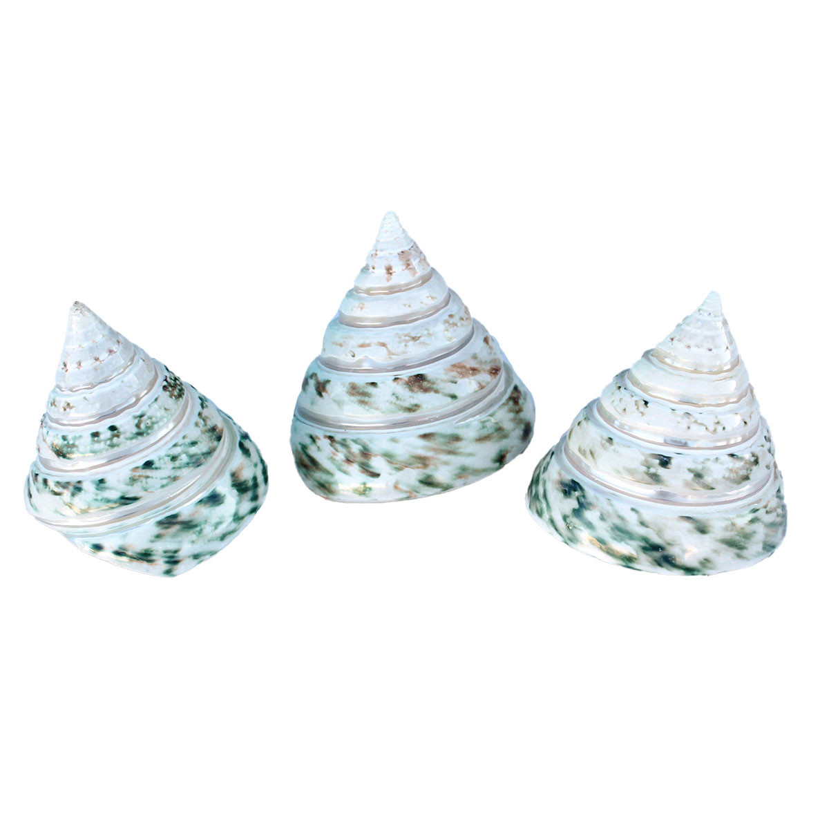 値下げ　 / CIRQUE SHELL Green Banded Trochus Cone Shell - Troca Seashells - California