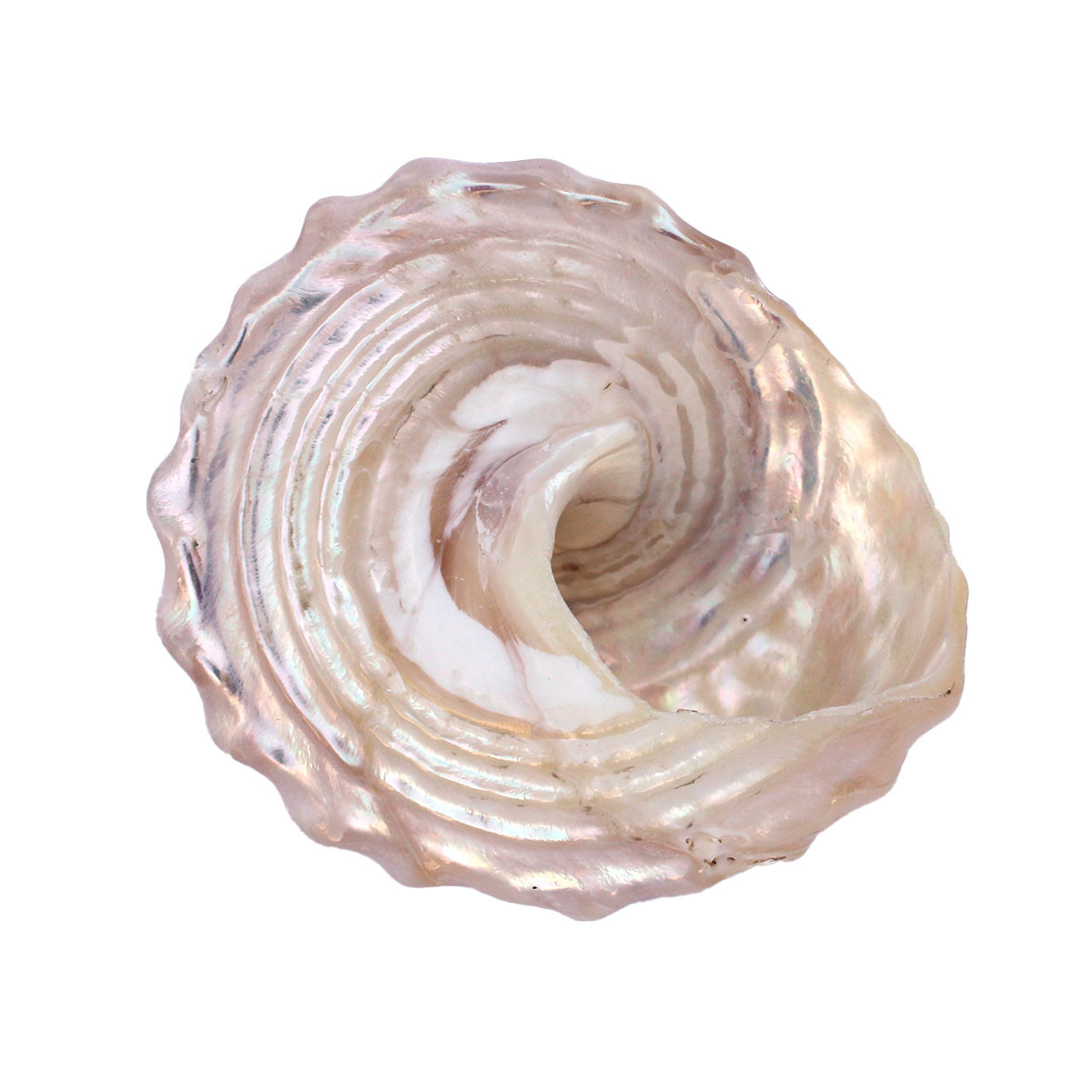 Sea Shell Tap Pearl Wavy Top Turbo Seashells - Wedding Shells - California Seashell ...