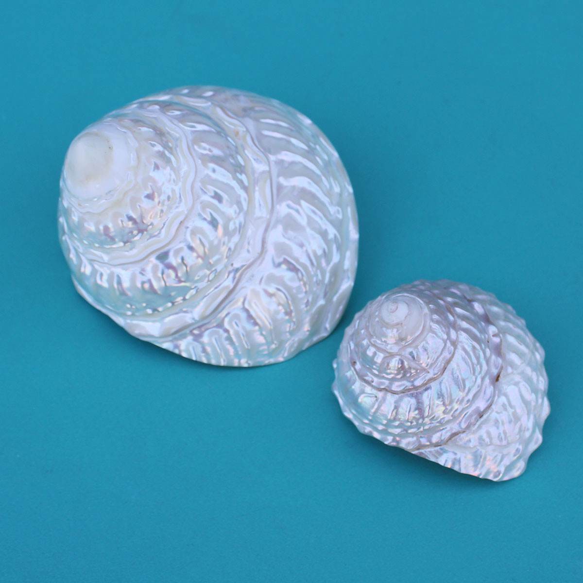 Sea Shell Tap Pearl Wavy Top Turbo Seashells - Wedding Shells - California Seashell ...