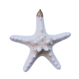 Small White Bumpy Starfish Glitter Seashell Ornament - Christmas Tree ...