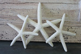  Keeping Dried Starfish Clean and Odor-Free 