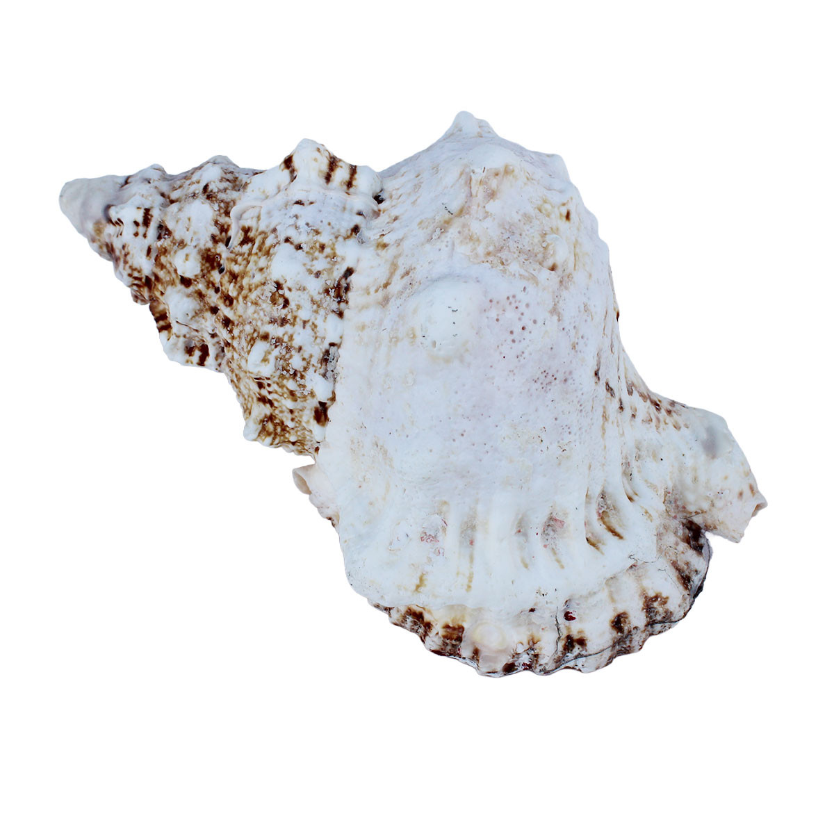 Large Decorative Seashells for Sale - The California Seashell Company