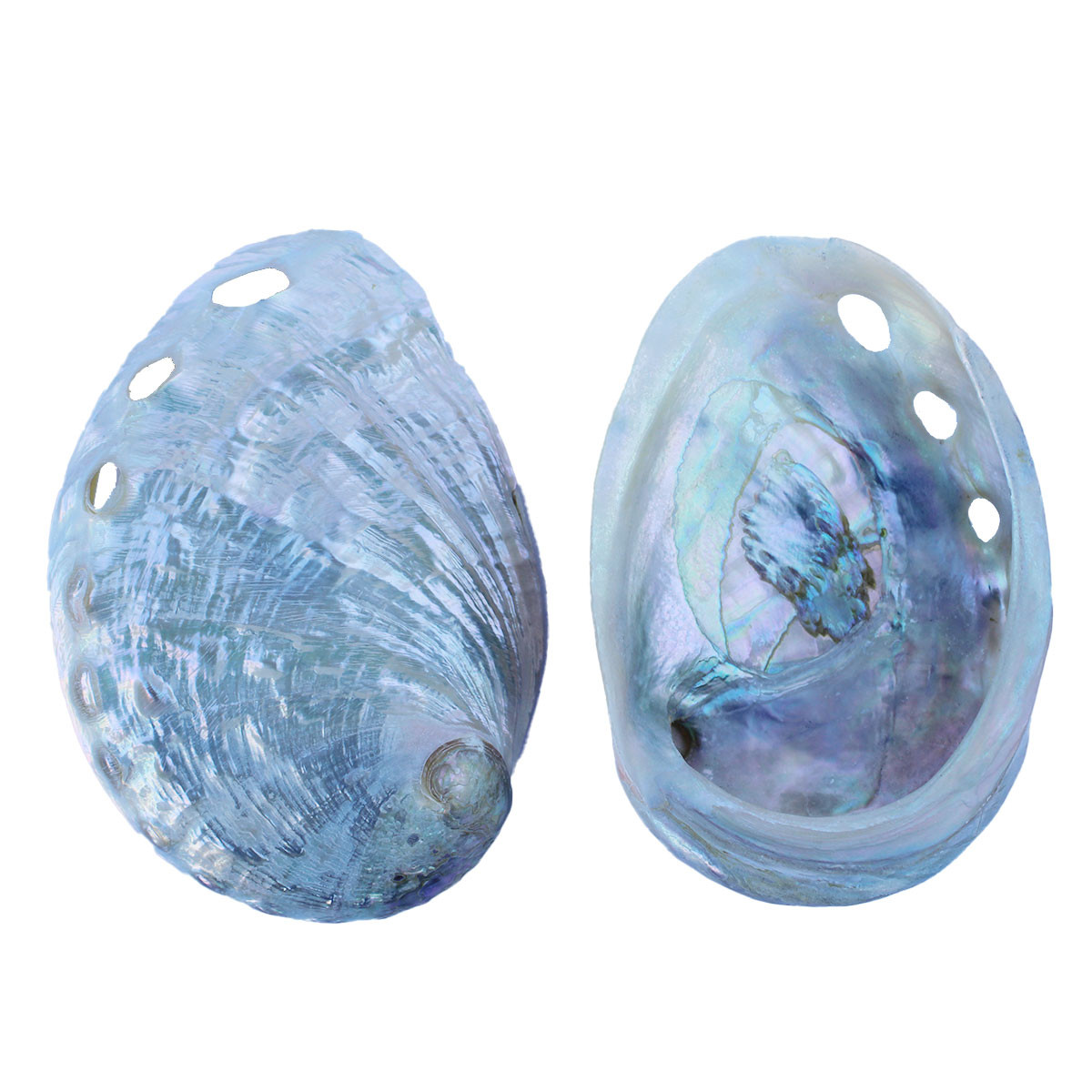 Polished Pearl Abalone Shells - Wedding Shells - California Seashell ...
