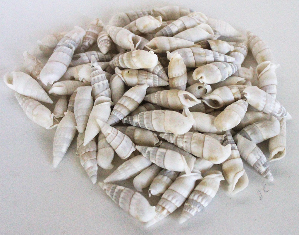 Small Cone Seashell MIx Decorative Craft Shells Bulk Seashells
