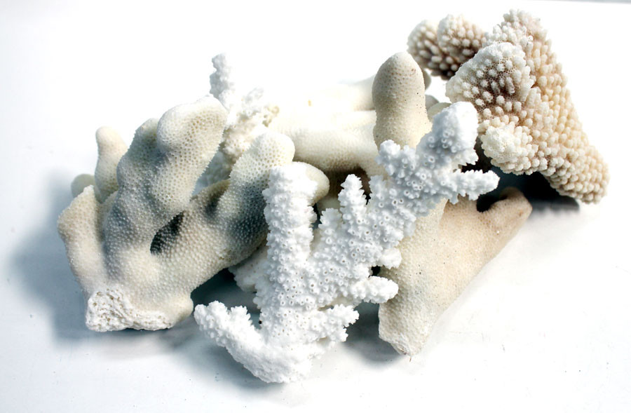 Decorative Coral Chunks Natural Coral Pieces Coral Decor