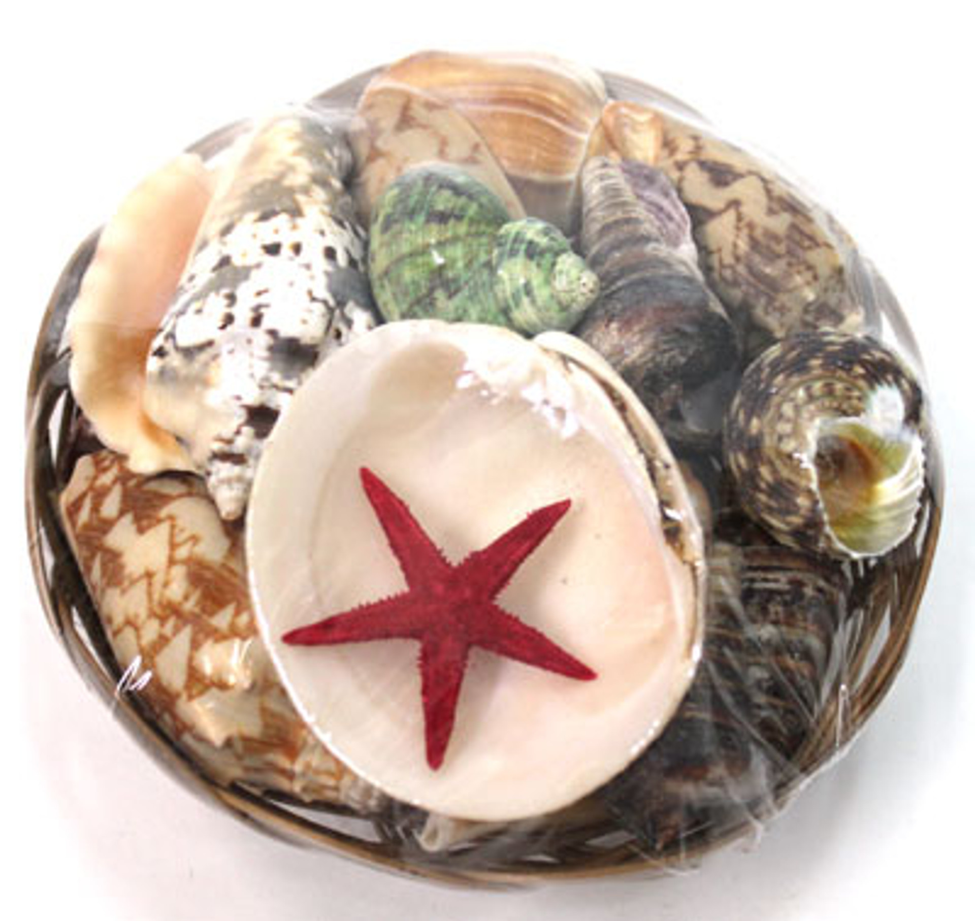 4 Inch Shell Basket Assorted Craft Shells California Seashell Company
