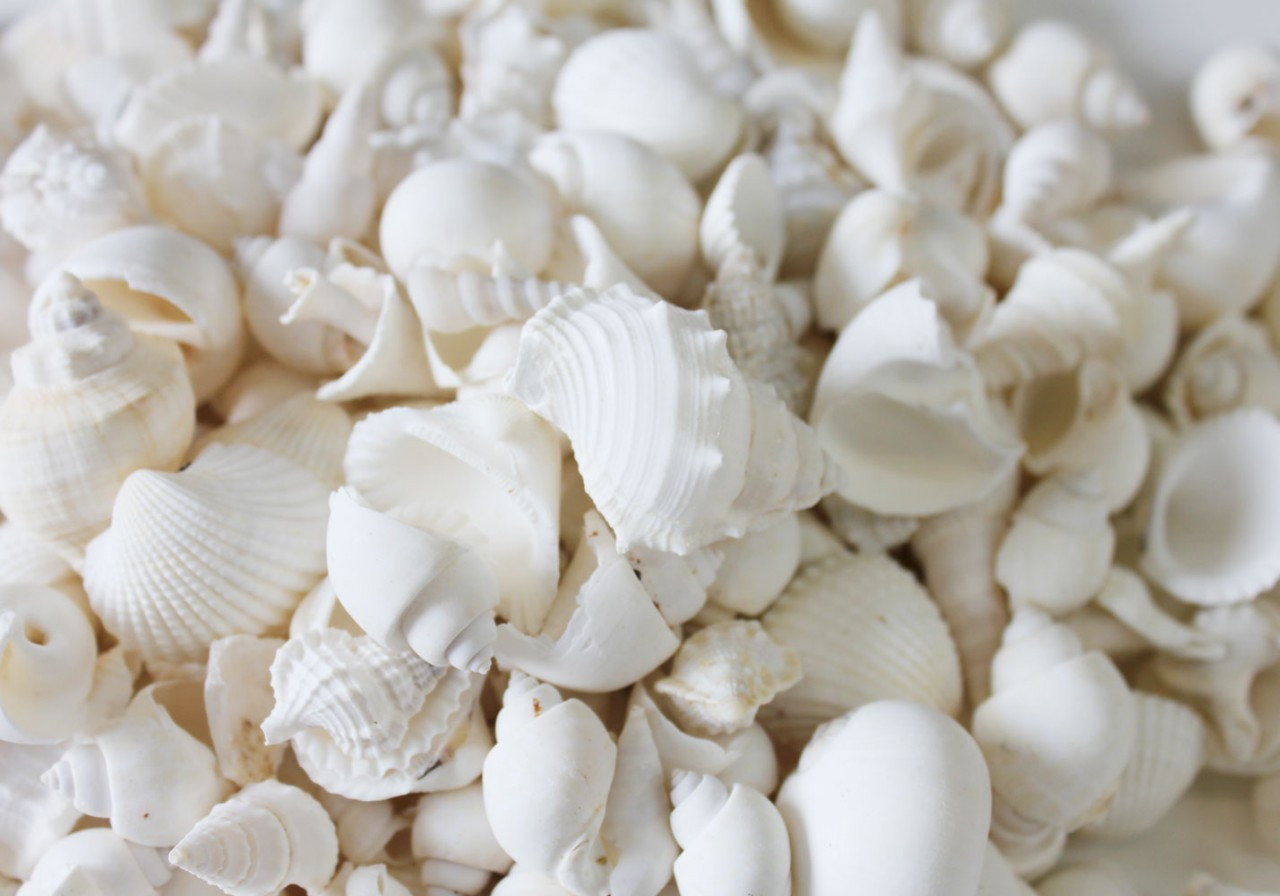 All White Mix of Small Seashells Bulk & Craft Shells Beach Wedding