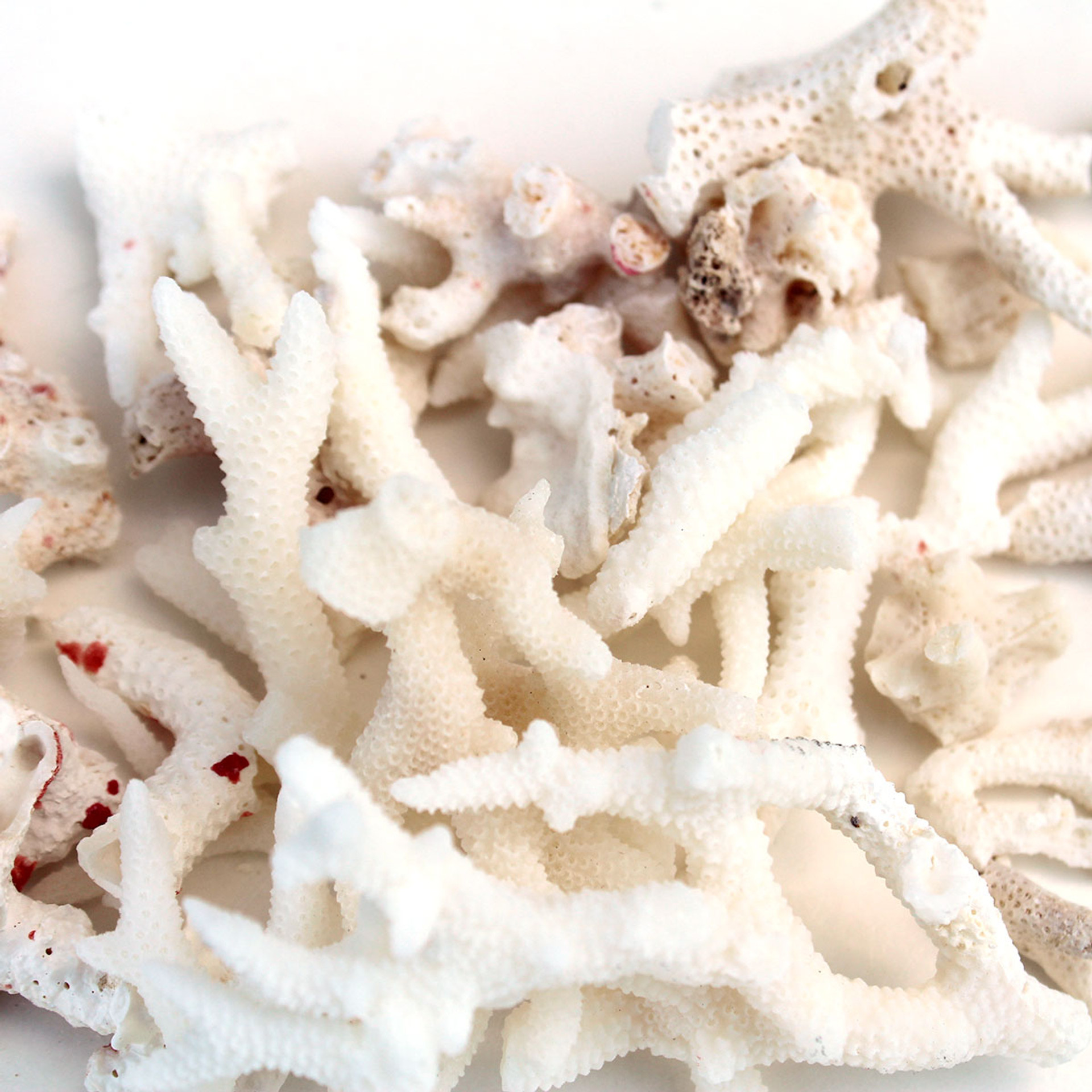 Coral Pieces Natural Decorative Coral Chunks California Seashell Co