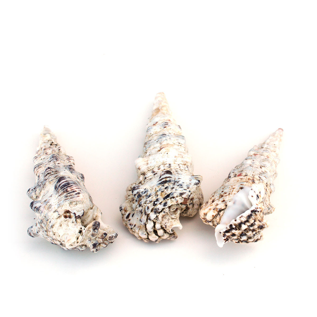 White Bubble Seashells - Craft Shells - Beach Wedding Decor