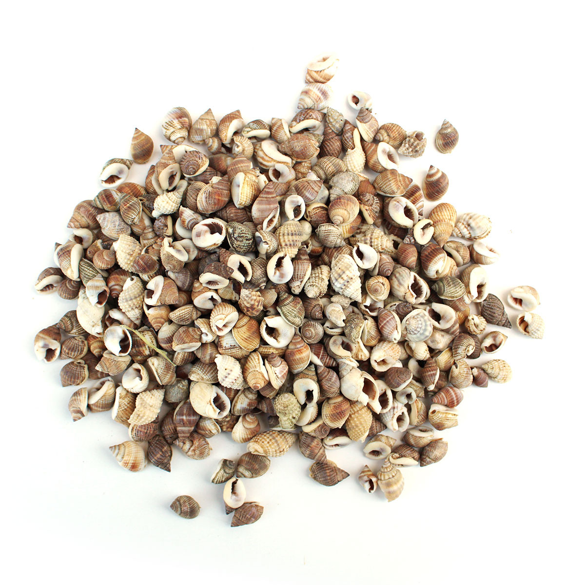 Small Cone Seashell MIx Decorative Craft Shells Bulk Seashells