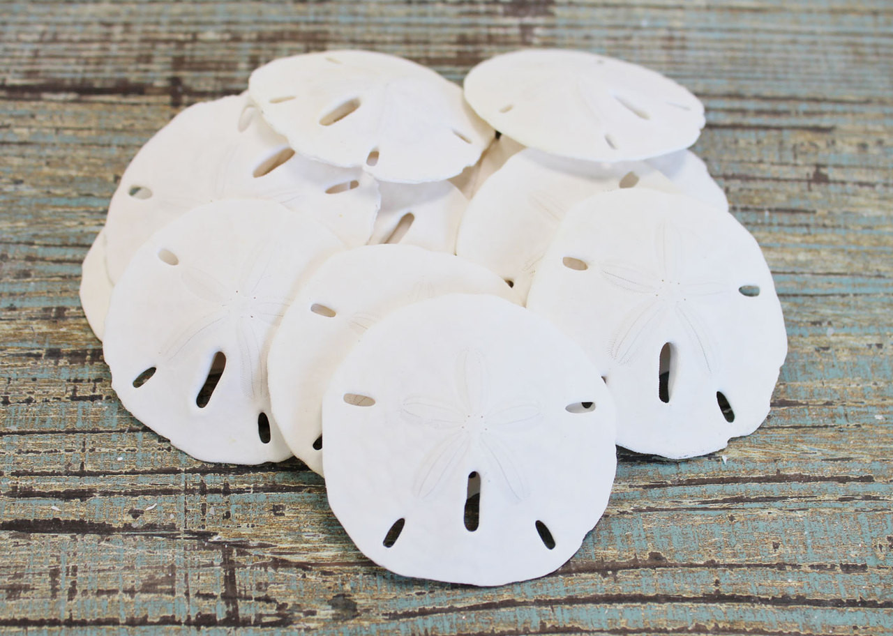 Sand Dollars Sea Biscuits Sea Cookies California Seashell Company