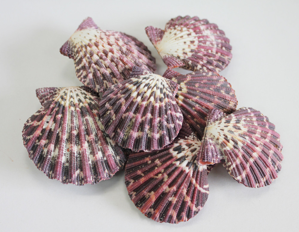 Pectin & Scallop Seashells - Shell Craft Supplies - California Seashell Co