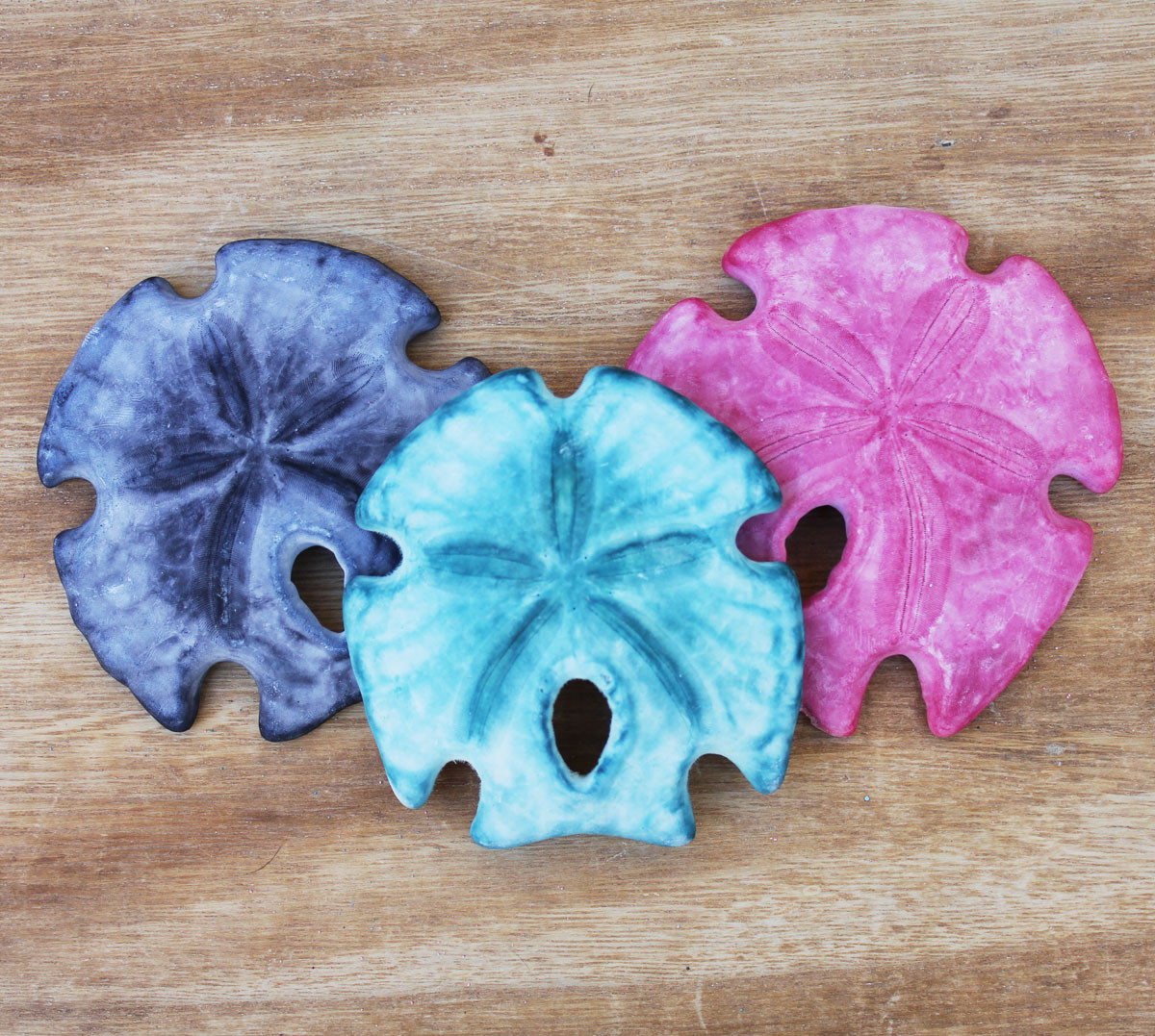 Arrowhead Sand Dollars Natural Sea Life Decor California Seashell