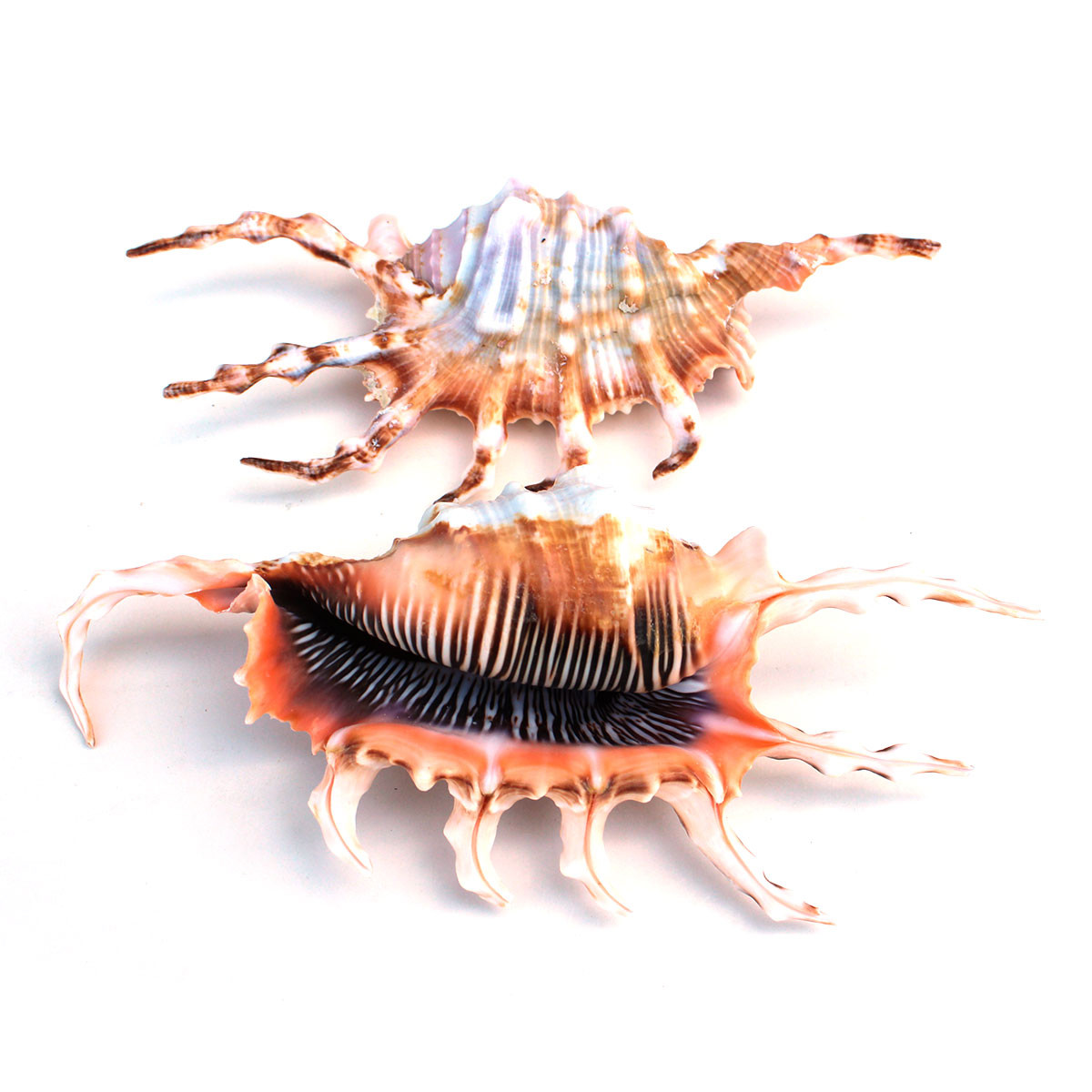Lambis & Shell Chime - California Seashell Company Retail