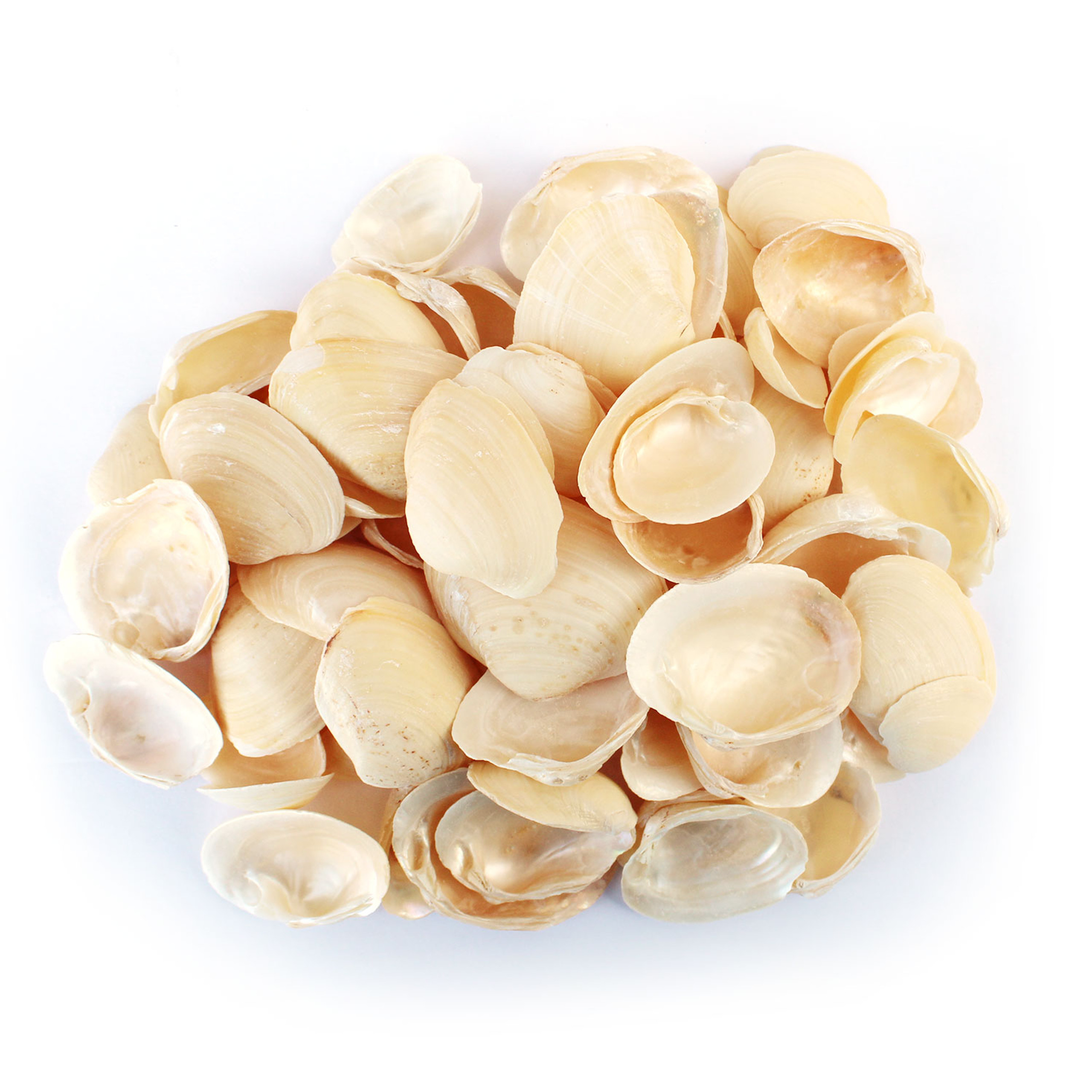 Jingle Shells Anomia Simplex Clam Shell Bulk Craft Shells