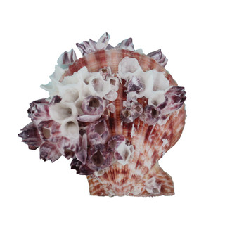 Pectin & Scallop Seashells - Shell Craft Supplies - California Seashell Co