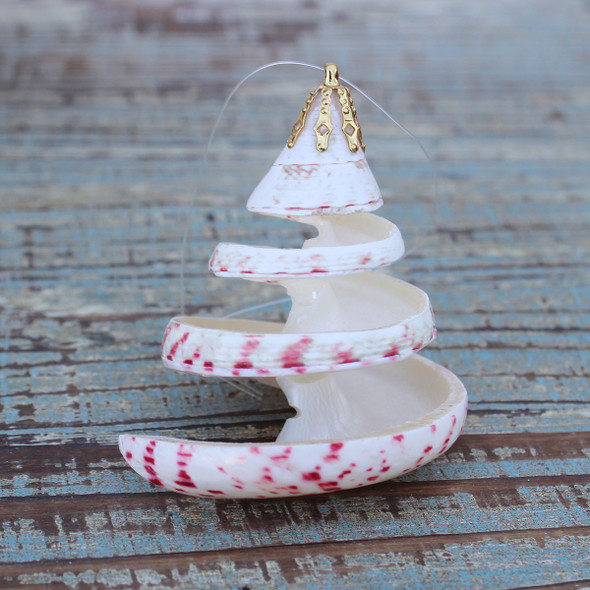 サンゴ　dnnnnnnnn Small Glitter Seashell Christmas Ornaments - California Seashell Co