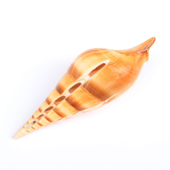 Decorate Cut Seashell