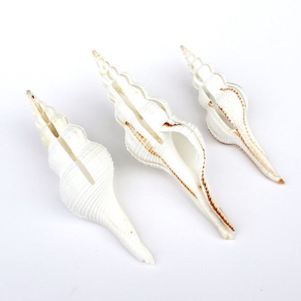 Sliced White Spindle Shell