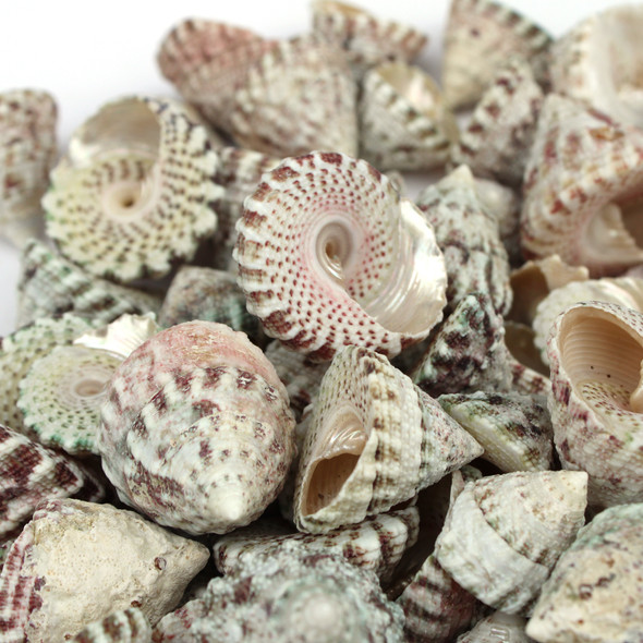 Latticed Top Seashells