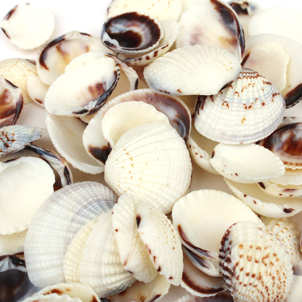White & Purple Clams