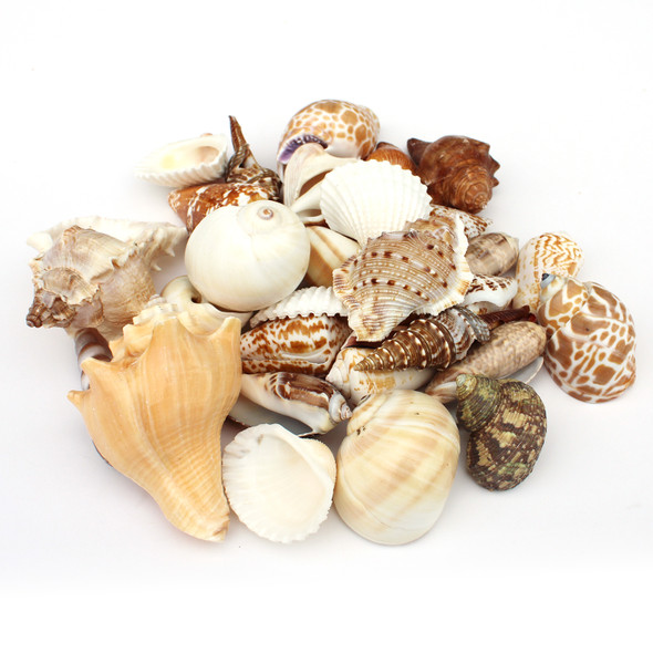 Medium Seashell Mix