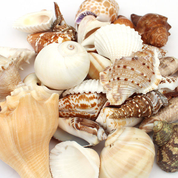 Sale Seashells