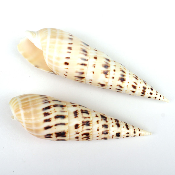 Terebra Maculata Shells