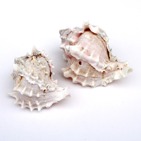 Chiragra Spider Conch Seashells - Lambis Chiragra - California