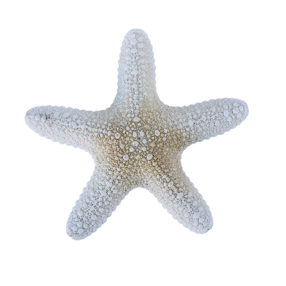 White Jungle Starfish