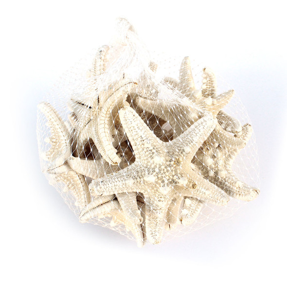 B Grade Bumpy Starfish