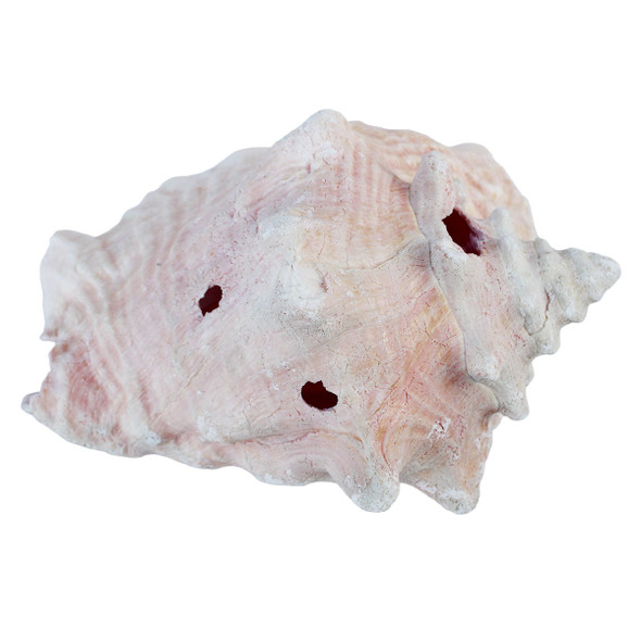 Pink Conch Shell