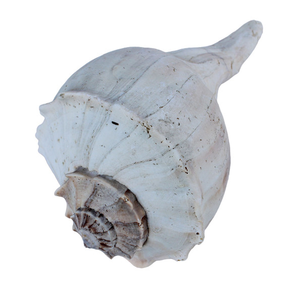 Large Whelk Seashells
