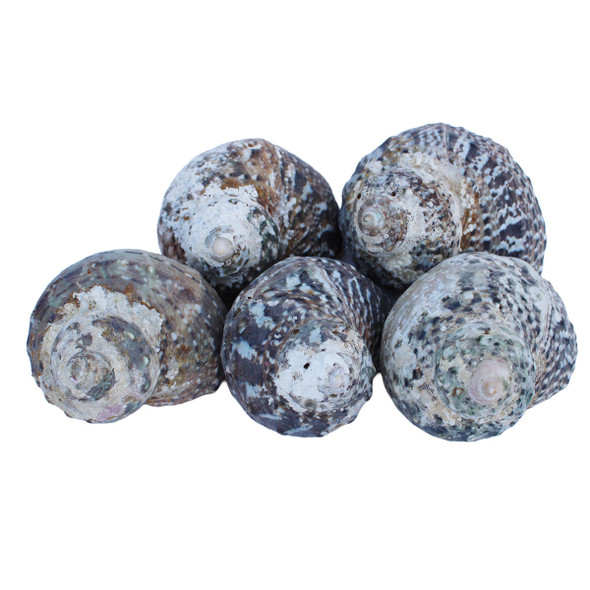 Natural Green Turban SHells