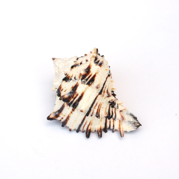 Black Murex Shell