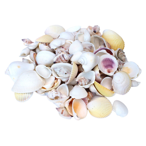 White Seashell Mix