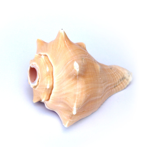 Vole Shell Horn