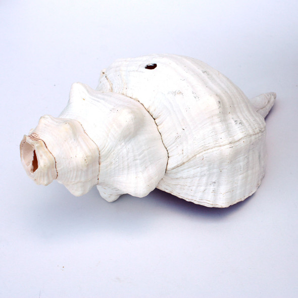 Large Shell Horn