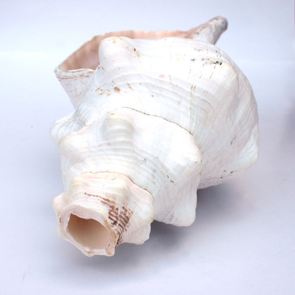 Horse Conch Shell Horn