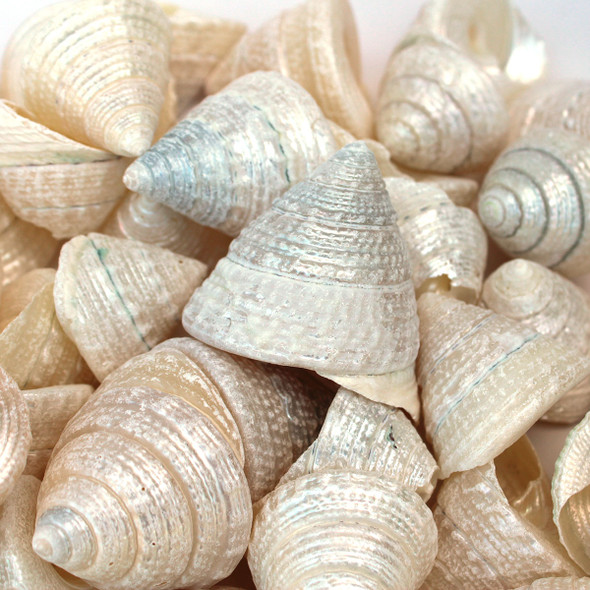 Polished Pearl Trochus