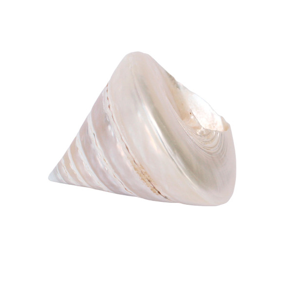 Polished Trocus Shell