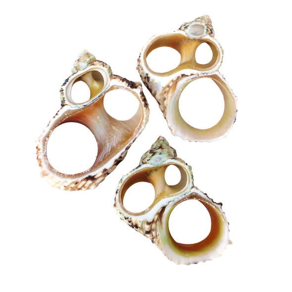 Sliced Turbo Shells