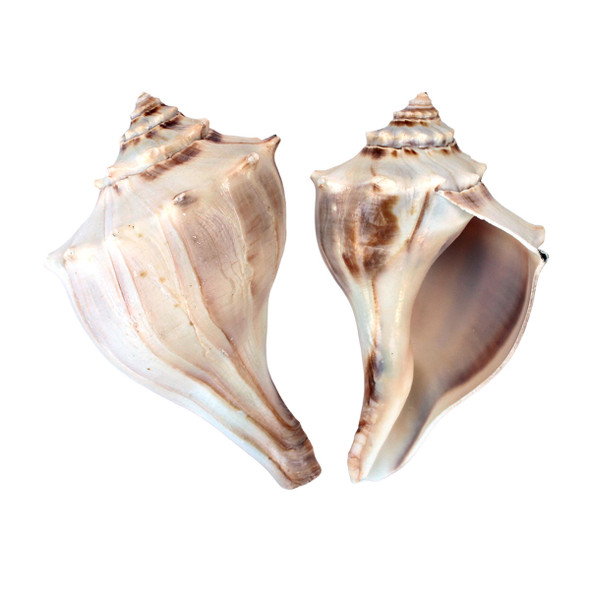 Whelk Seashells