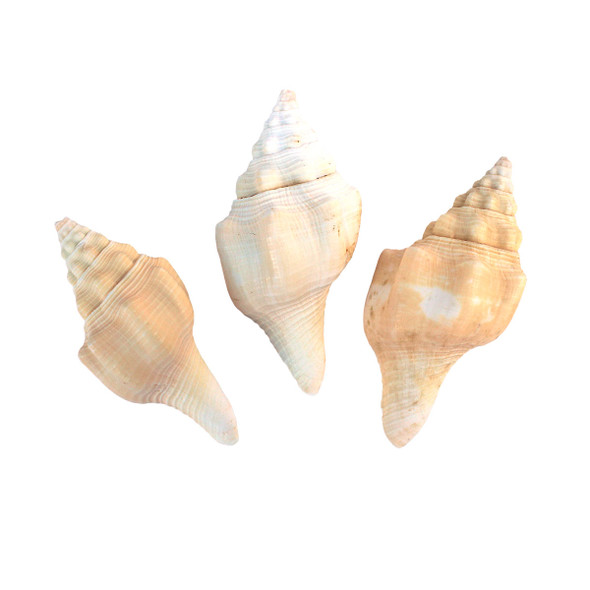 Divine Conch Shells