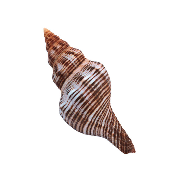 Small Fox Shell