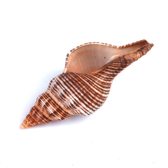 Dark Fox Shell