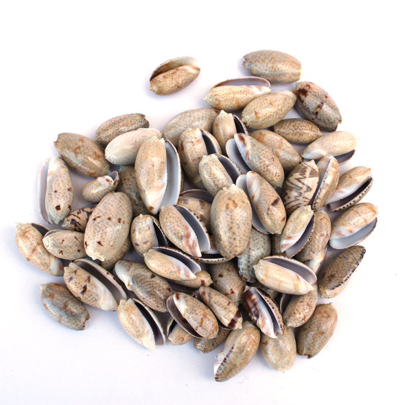 Light Olive Shells